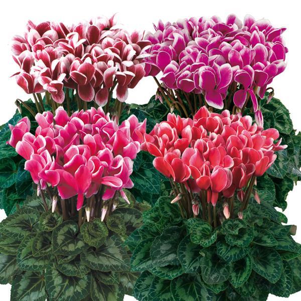 Latinia® Select Fantasia Mix Cyclamen - Bloom