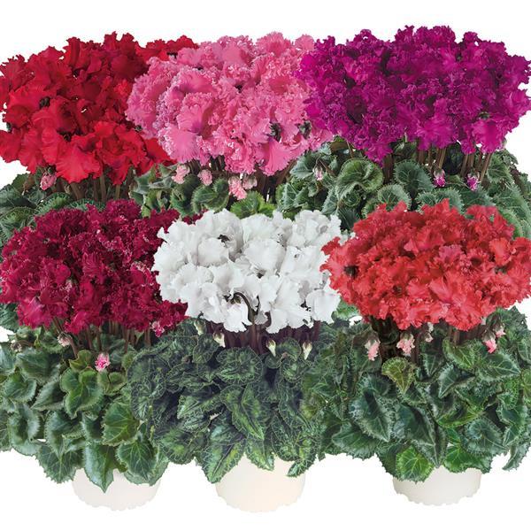 Latinia® Select Crispino Mix Cyclamen - Bloom