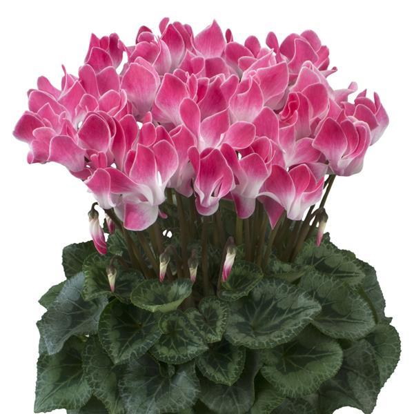 Latinia® Select Funflame Magenta Cyclamen - Bloom