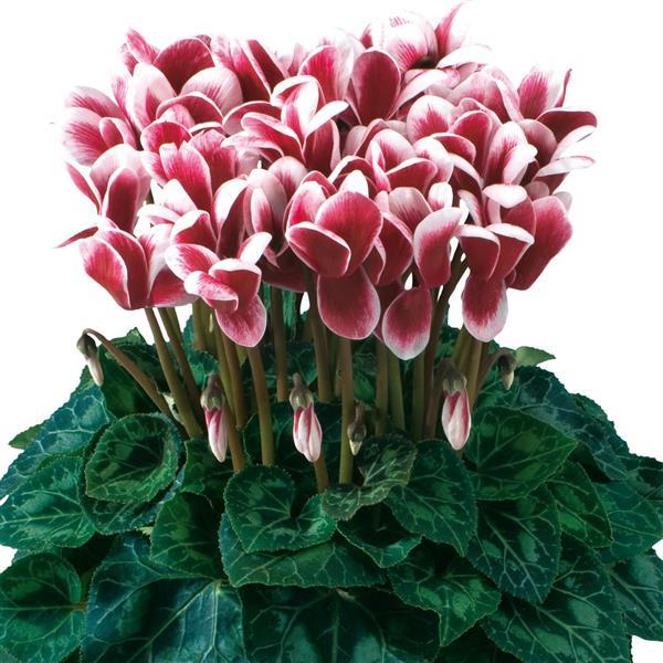 Latinia® Select Fantasia Deep Magenta Cyclamen - Bloom