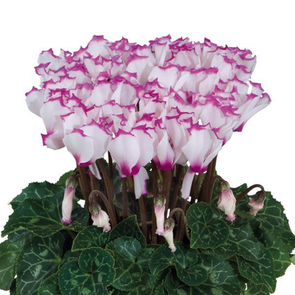 Smartiz® Select Victoria Cyclamen - Bloom