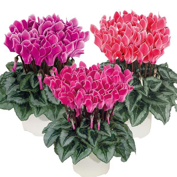 Smartiz® Select Bisous Mix Cyclamen - Bloom