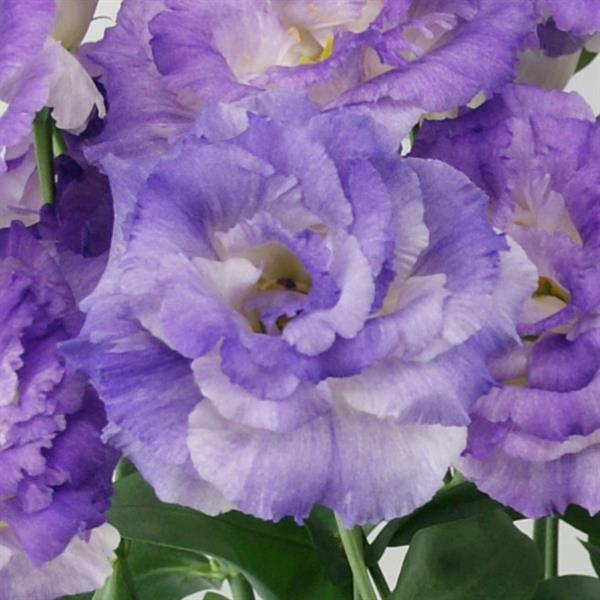 Celeb 2 Blue Flash Lisianthus - Bloom