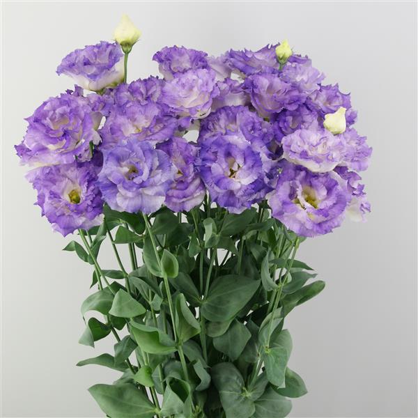 Celeb 2 Blue Flash Lisianthus - Container