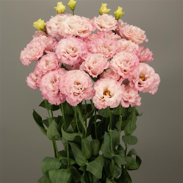 Celeb 3 Pink Lisianthus - Bloom