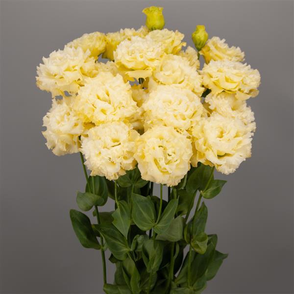 Celeb 3 Yellow Lisianthus - Bloom