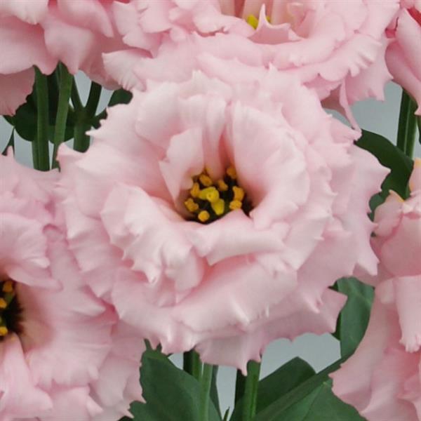 Celeb 2 Pretty Lisianthus - Bloom