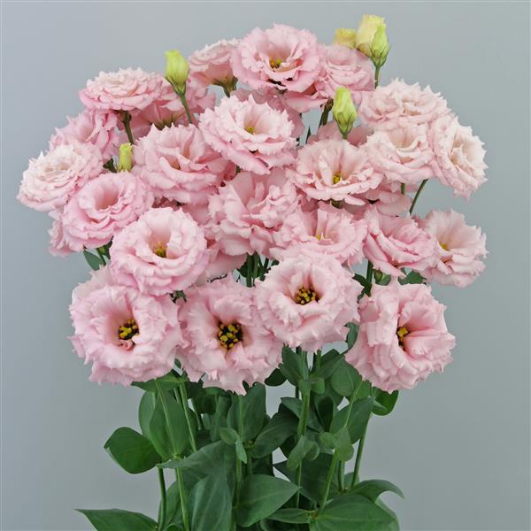 Celeb 2 Pretty Lisianthus - Container