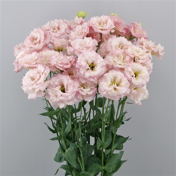 Celeb 2 Cosmetic Lisianthus - Container