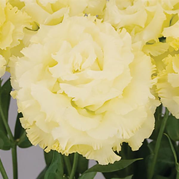 Celeb 2 Gold Lisianthus - Bloom