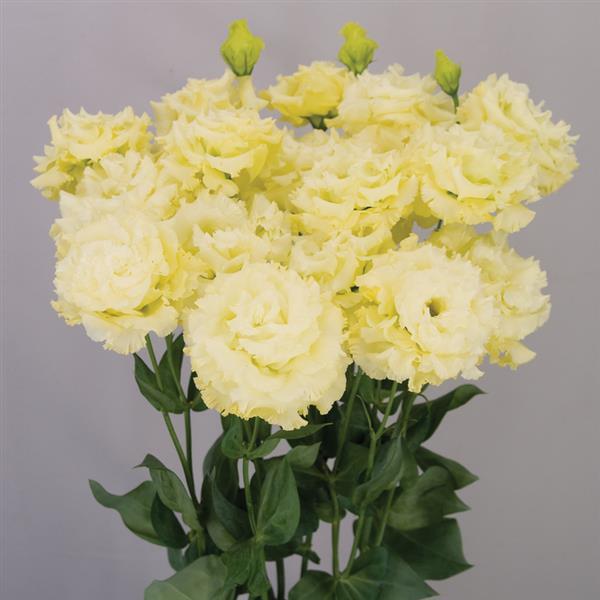 Celeb 2 Gold Lisianthus - Container