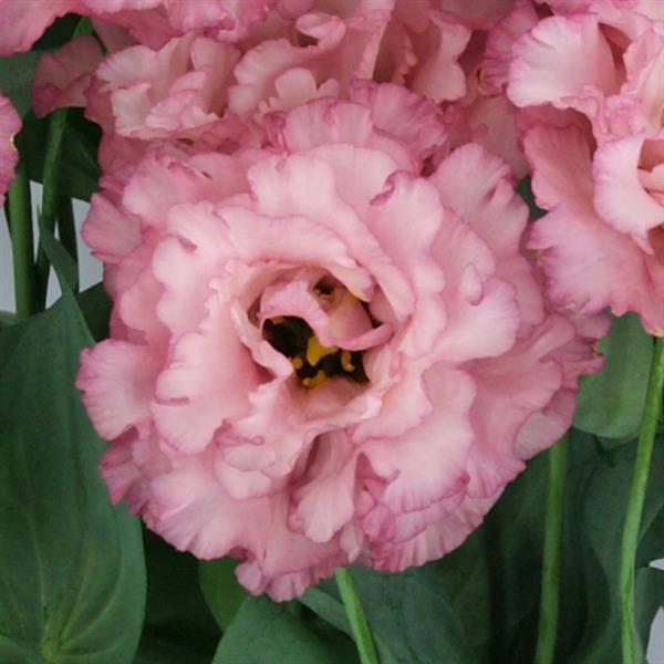 Celeb 2 Madonna Lisianthus - Bloom