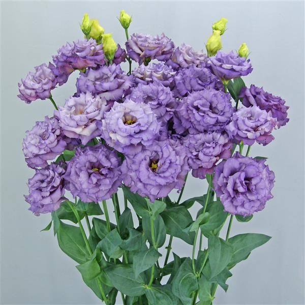 Celeb 2 Metallic Blue Lisianthus - Container