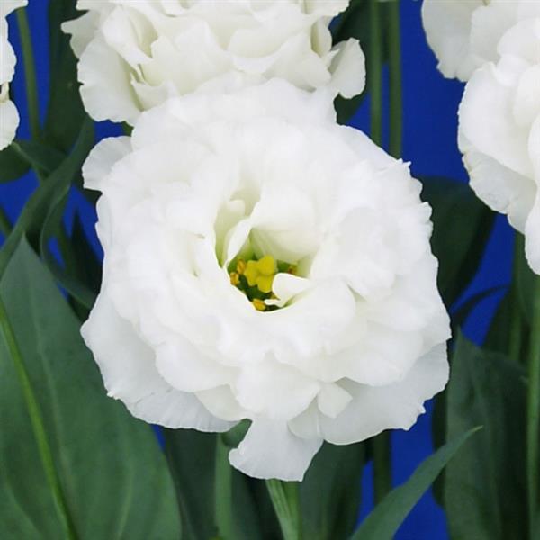 Celeb 2 Milky Lisianthus - Bloom