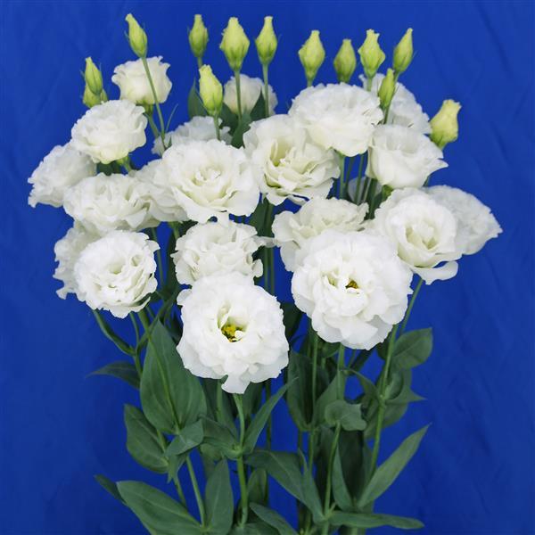 Celeb 2 Milky Lisianthus - Container