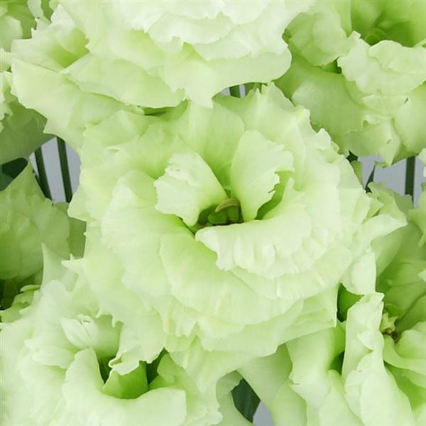 Celeb 2 Mint Green Lisianthus - Bloom