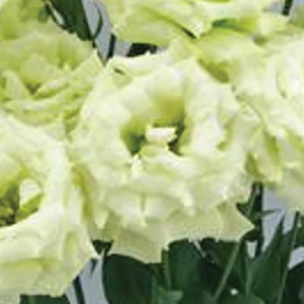 Celeb 3 Green Max Lisianthus - Bloom