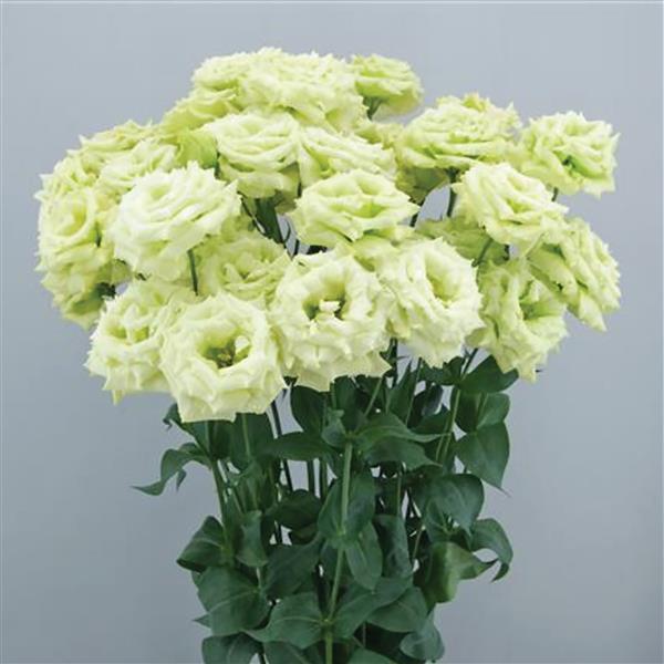 Celeb 3 Green Max Lisianthus - Container