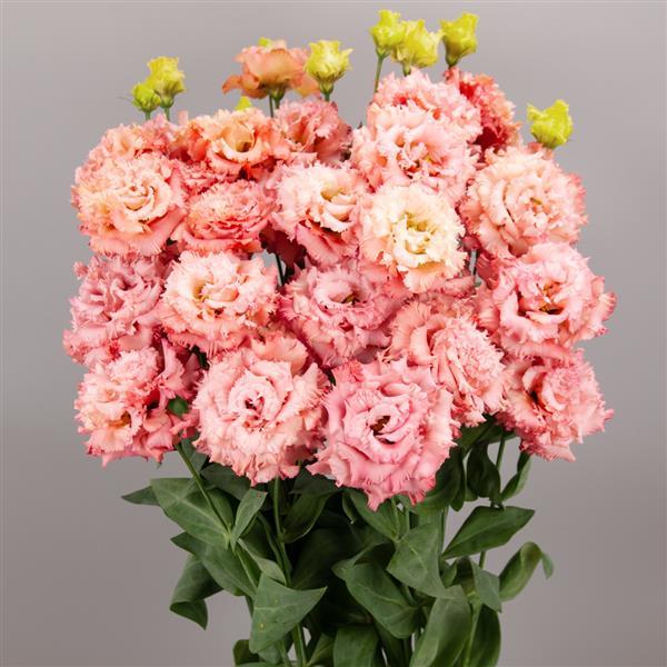 Celeb 2 Salmon Pink Lisianthus - Bloom