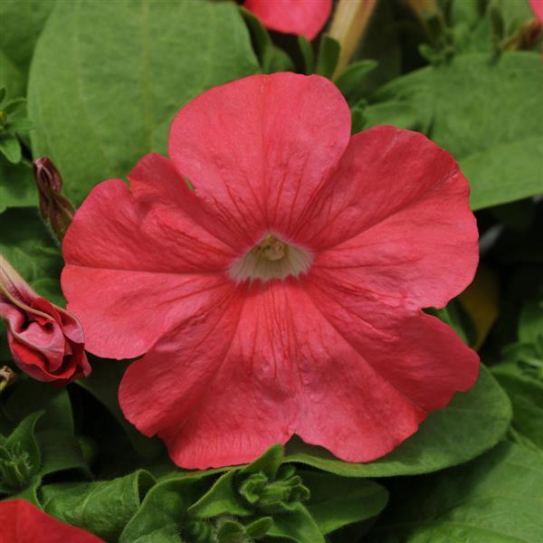 Pretty Flora™ Coral Petunia - Bloom