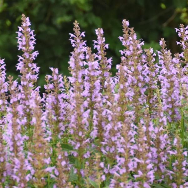 Agastache Blue Bayou - Bloom