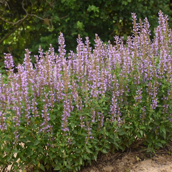 Agastache Blue Bayou - Landscape