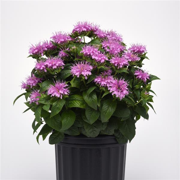 Monarda didyma BeeMine™ Lavender - Container