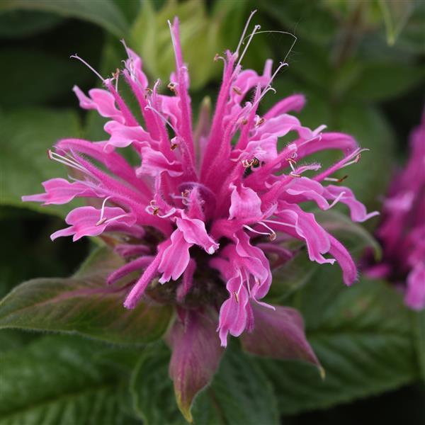 Monarda didyma BeeMine™ Pink - Bloom