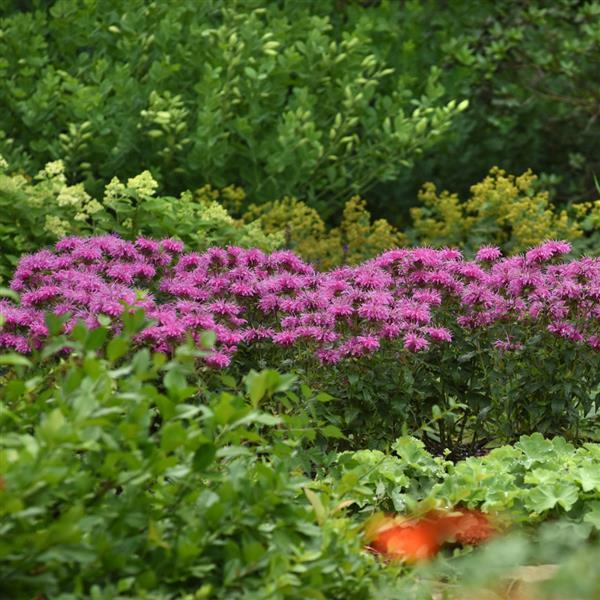 Monarda didyma BeeMine™ Pink - Landscape