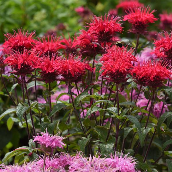 Monarda didyma BeeMine™ Red - Landscape