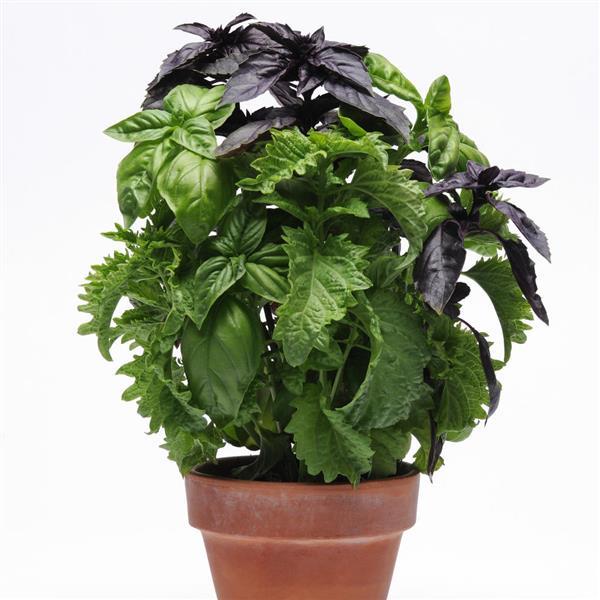 Try Basil SimplyHerbs™ - Bloom