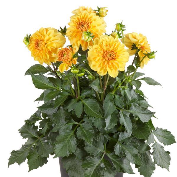 Venti™ Golden Yellow Dahlia - Container