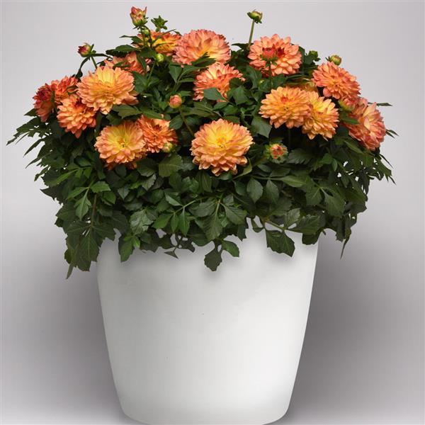 Venti™ Tequila Sunrise Dahlia - Container