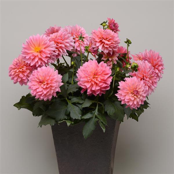 Venti™ Passion Fruit Dahlia - Container