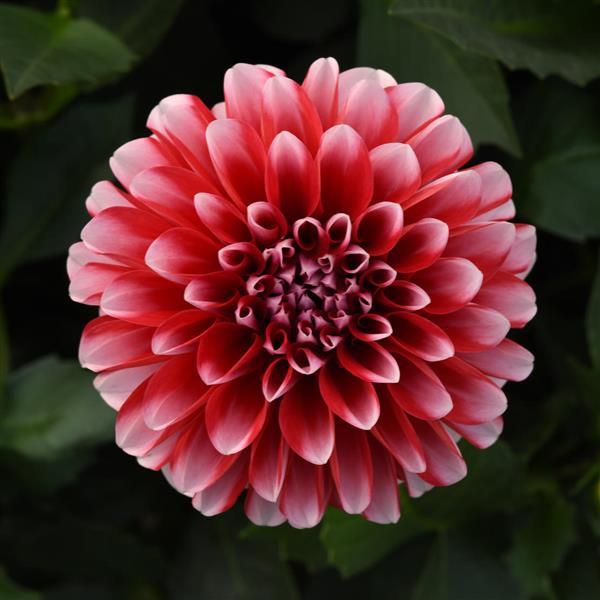 Venti™ Red+White Dahlia - Bloom