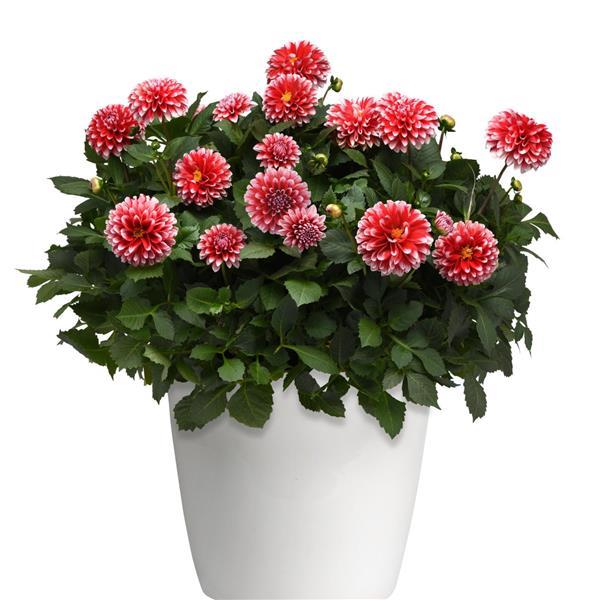 Venti™ Red+White Dahlia - Container