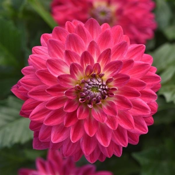 Venti™ Magenta+White Eye Dahlia - Bloom