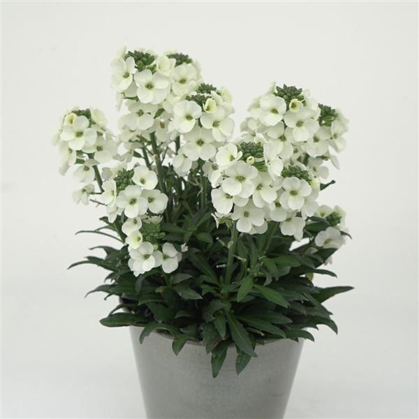 Erysimum Brightside™ White - Container