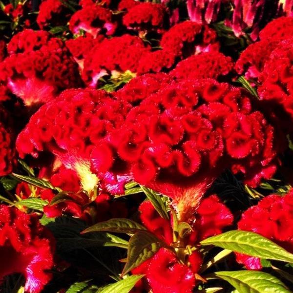 Twisted Red Currant Celosia - Bloom