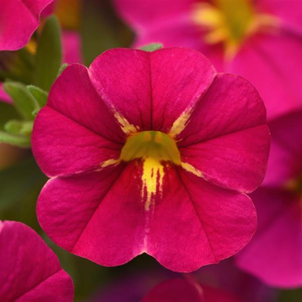 Cha-Cha™ Fuchsia Calibrachoa - Bloom