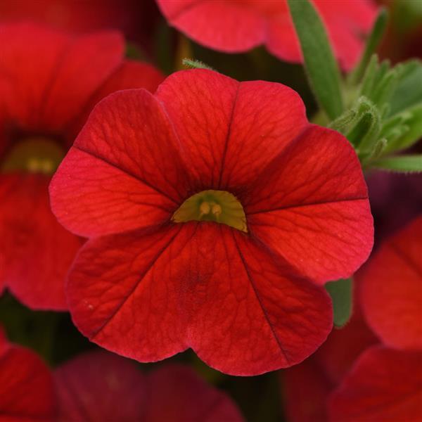 Cha-Cha™ Red Calibrachoa - Bloom