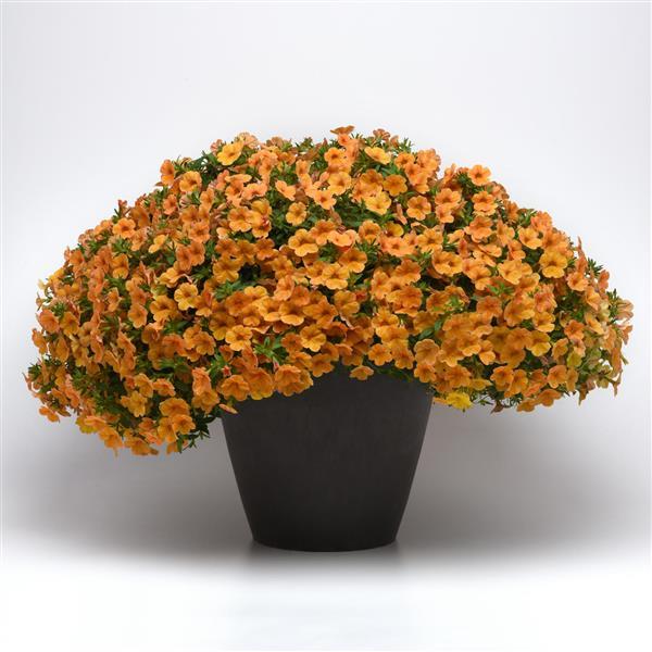 Cha-Cha™ Tangerine Calibrachoa - Container