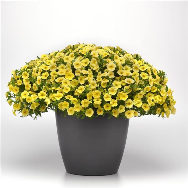 Cha-Cha™ Yellow Calibrachoa - Container