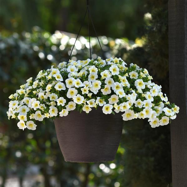 Cha-Cha™ Frosty Lemon Calibrachoa - Basket