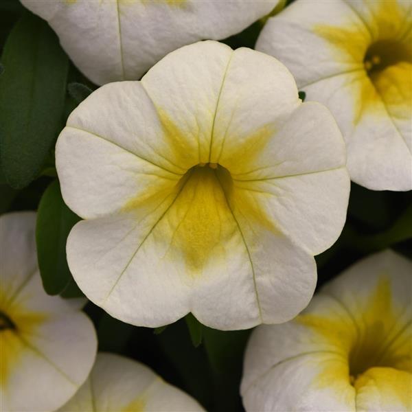 Cha-Cha™ Frosty Lemon Calibrachoa - Bloom