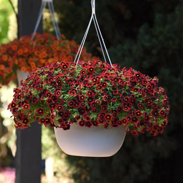 Cha-Cha™ Red Kiss Calibrachoa - Basket