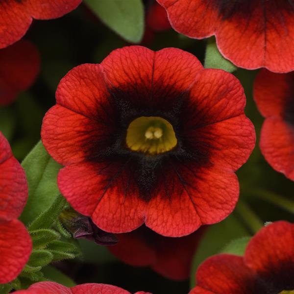 Cha-Cha™ Red Kiss Calibrachoa - Bloom