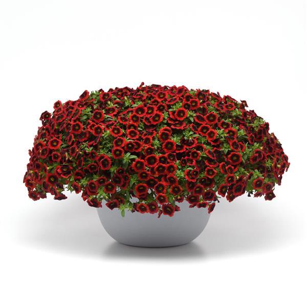 Cha-Cha™ Red Kiss Calibrachoa - Container