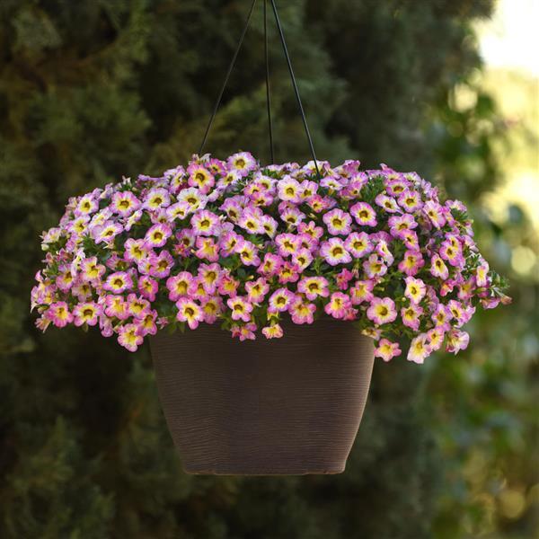 Cha-Cha™ Diva Hot Pink Calibrachoa - Basket