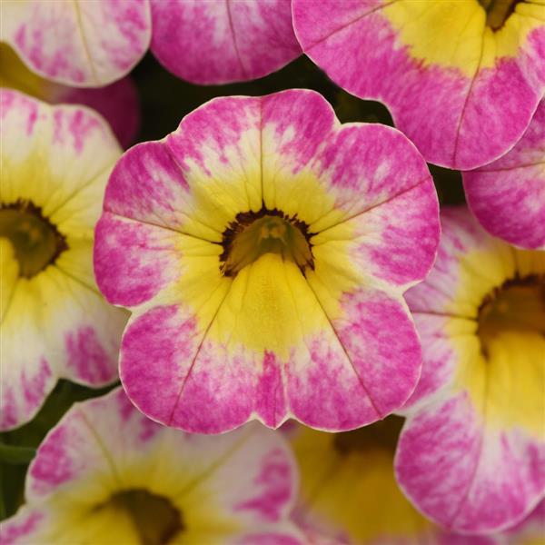 Cha-Cha™ Diva Hot Pink Calibrachoa - Bloom